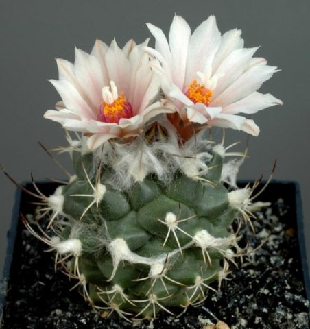 Turbinicarpus_bonatzii